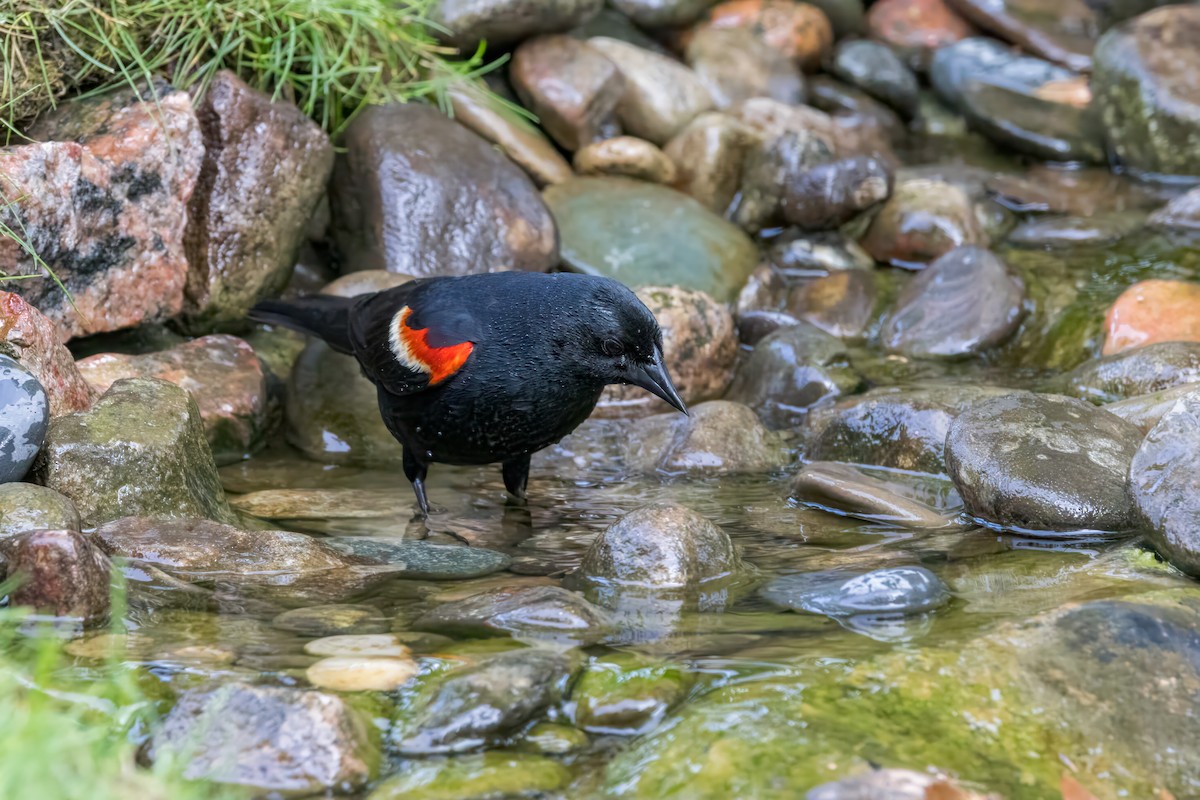 Red-winged Blackbird - ML620650190