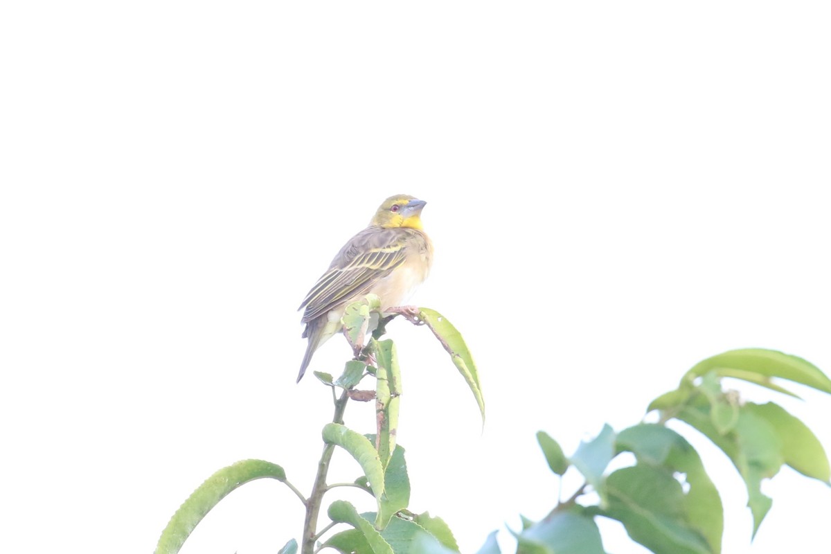 Village Weaver - ML620650192