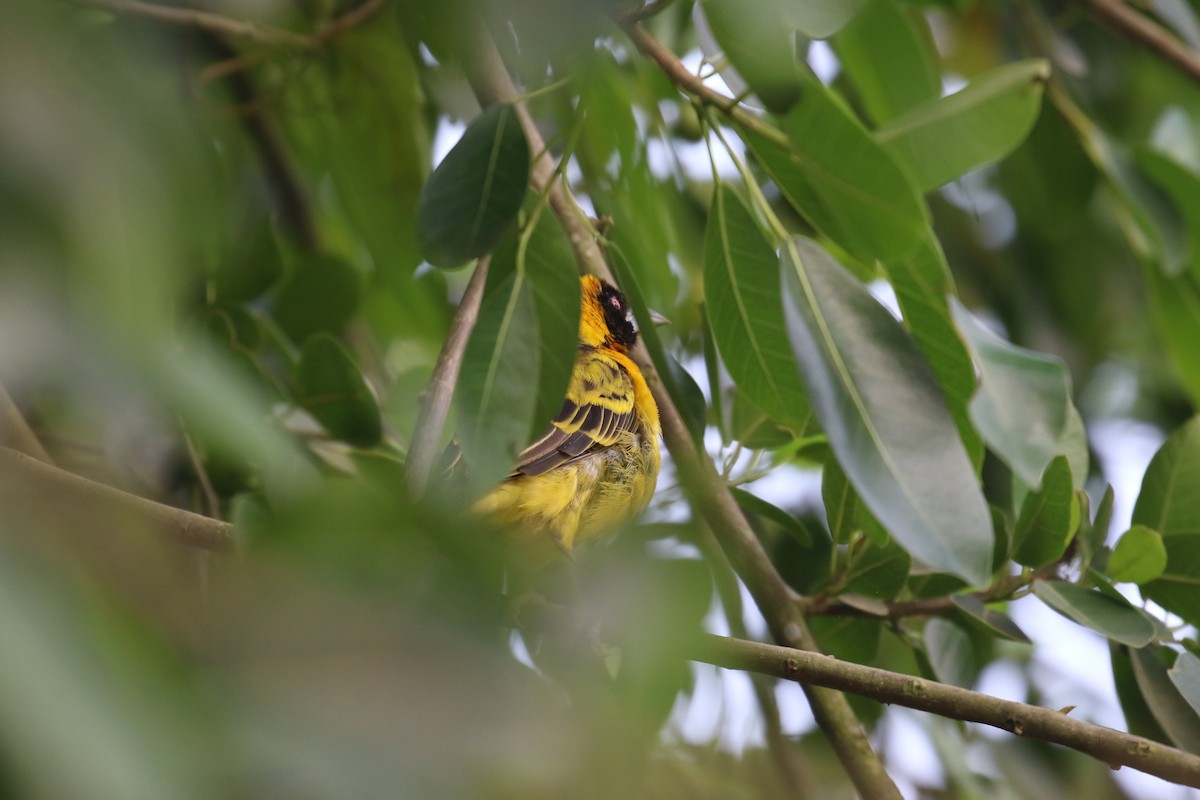 Village Weaver - ML620650193