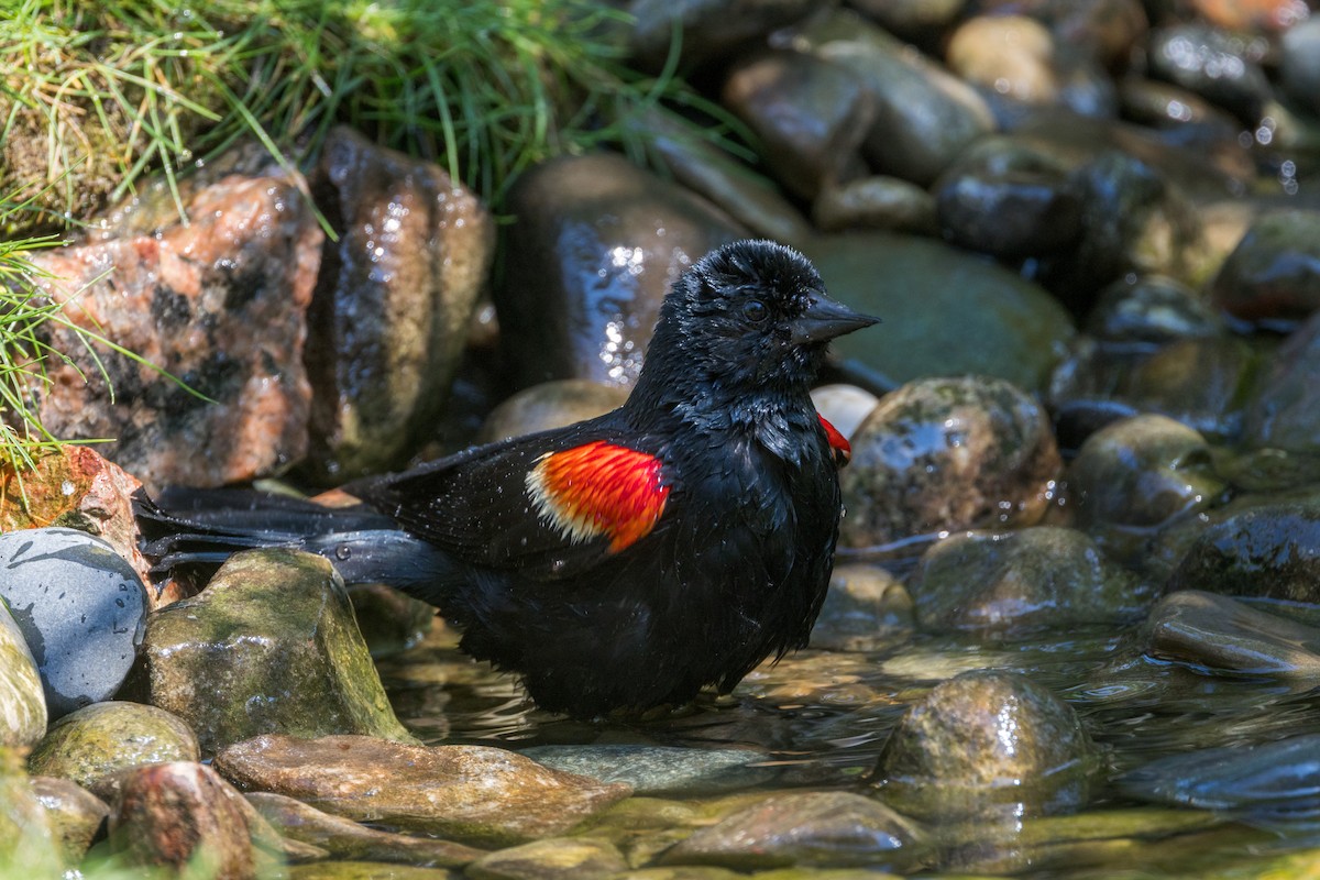 Red-winged Blackbird - ML620650196