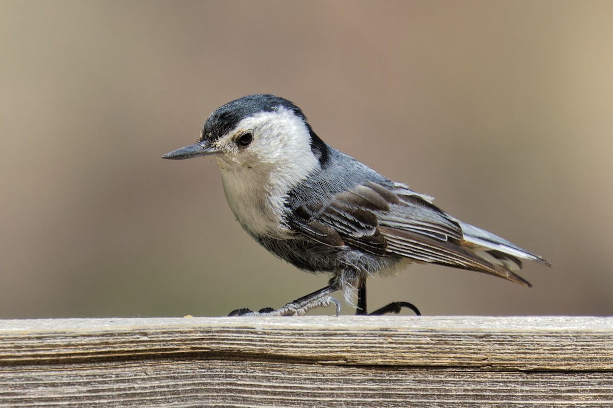 White-breasted Nuthatch - ML620650197