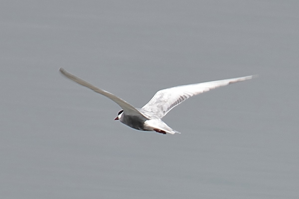 Whiskered Tern - ML620650198