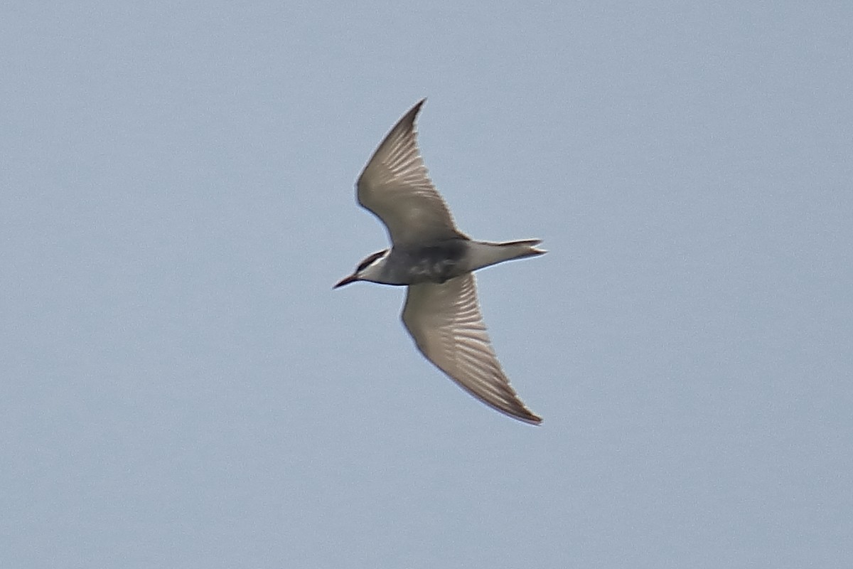 Whiskered Tern - ML620650199