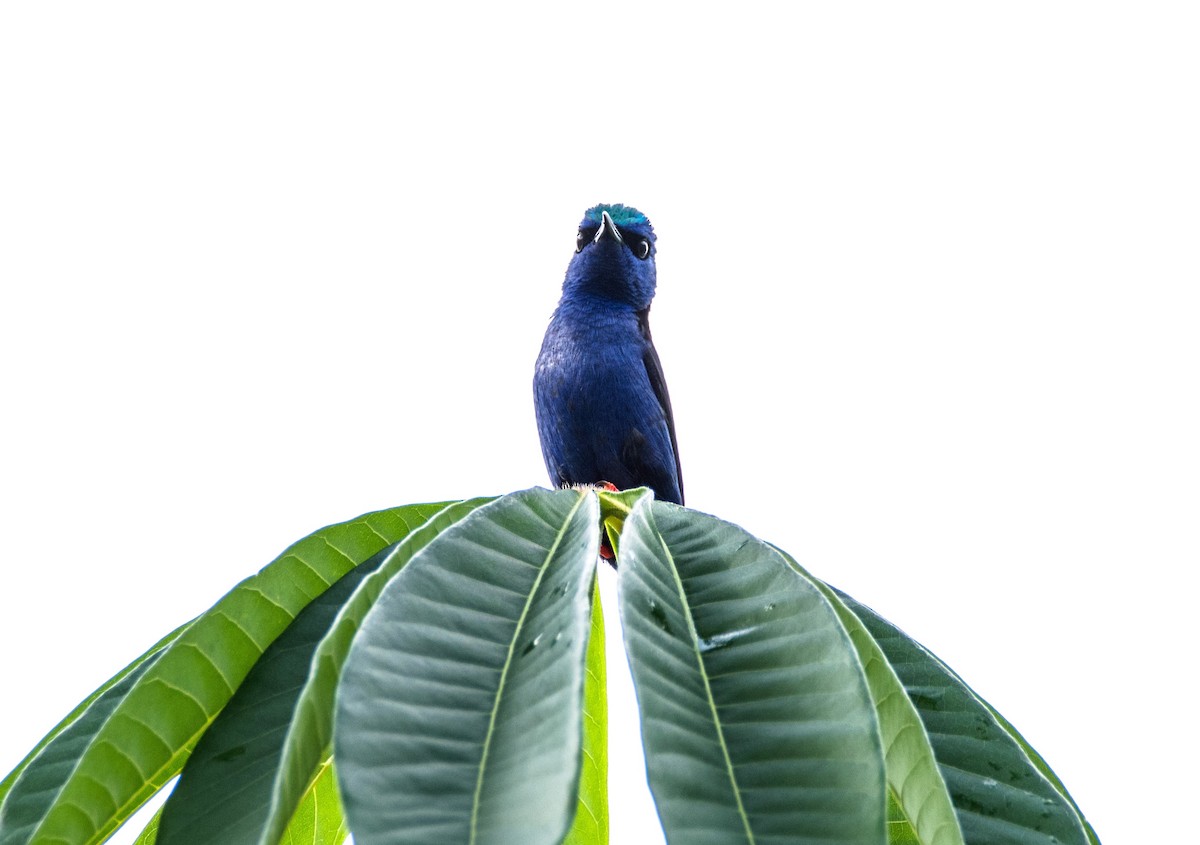 Red-legged Honeycreeper - ML620650202