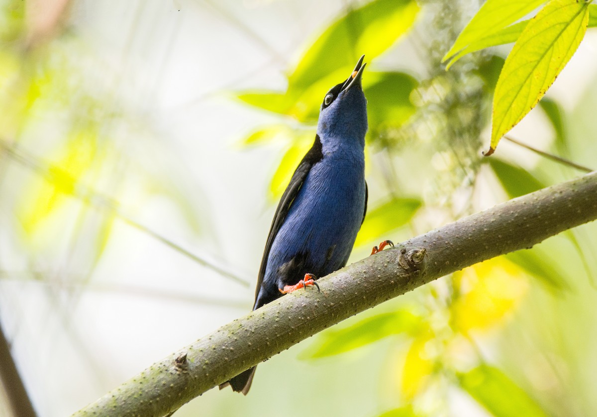 Red-legged Honeycreeper - ML620650209