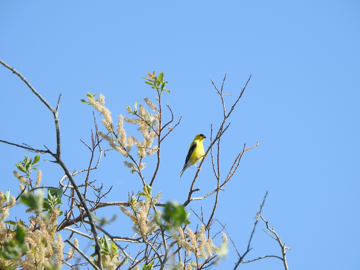 American Goldfinch - ML620650212