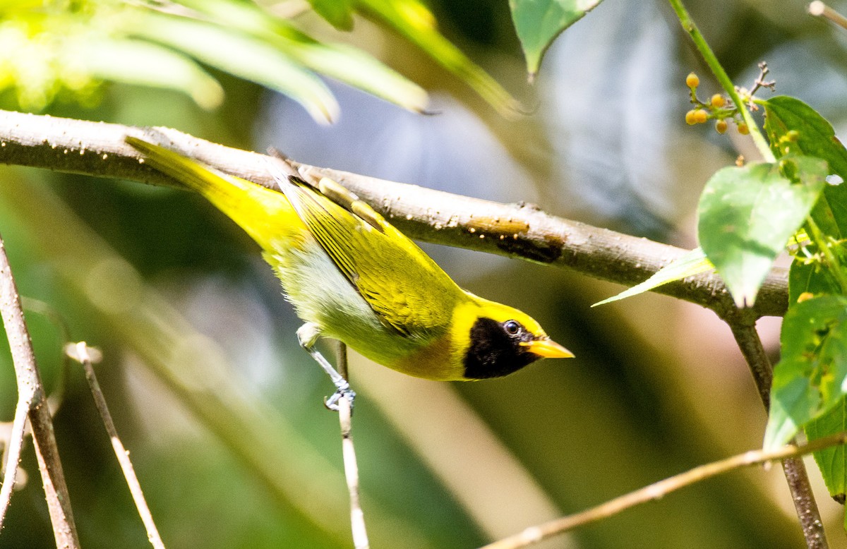 Guira Tanager - ML620650227