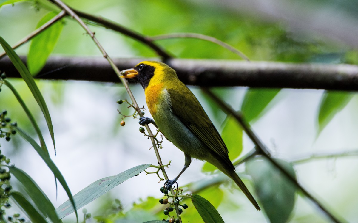 Guira Tanager - ML620650229