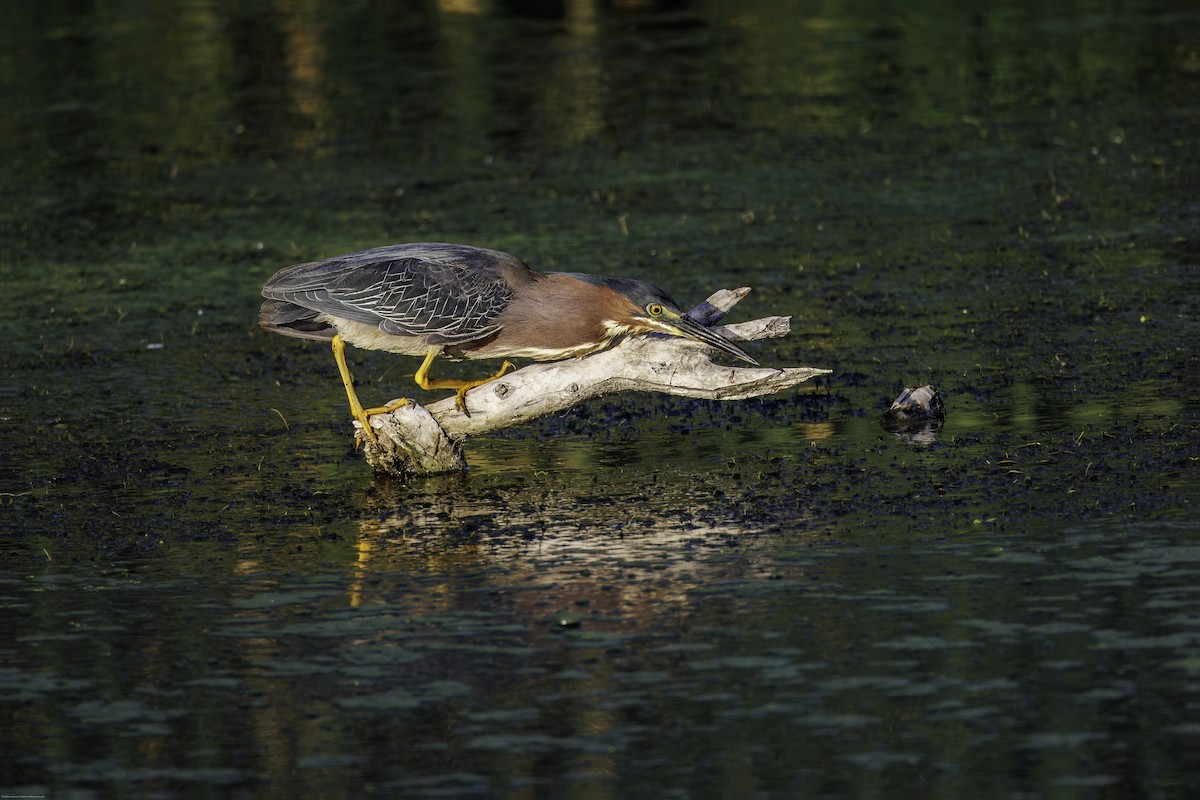 Green Heron - ML620650235