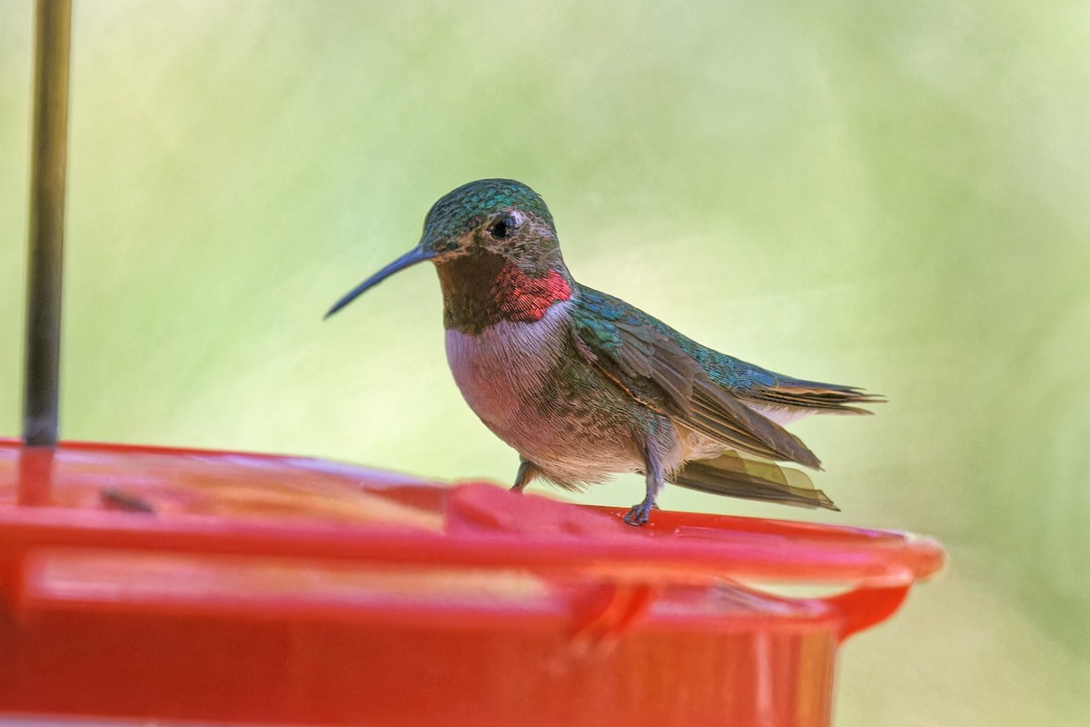 Broad-tailed Hummingbird - ML620650239