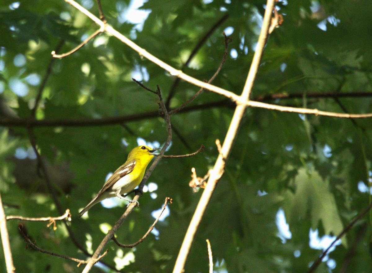 Yellow-throated Vireo - ML620650245