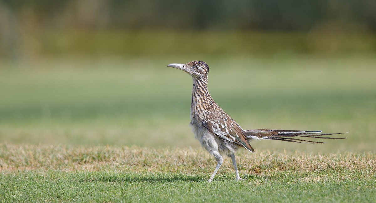 Greater Roadrunner - ML620650247