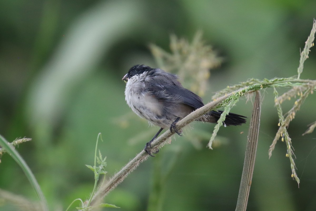 Black-crowned Waxbill - ML620650249