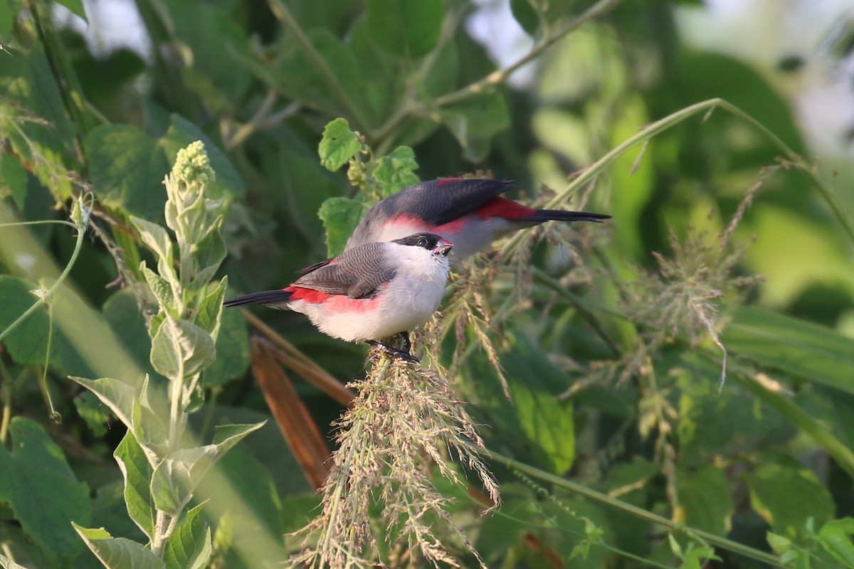 Black-crowned Waxbill - ML620650251