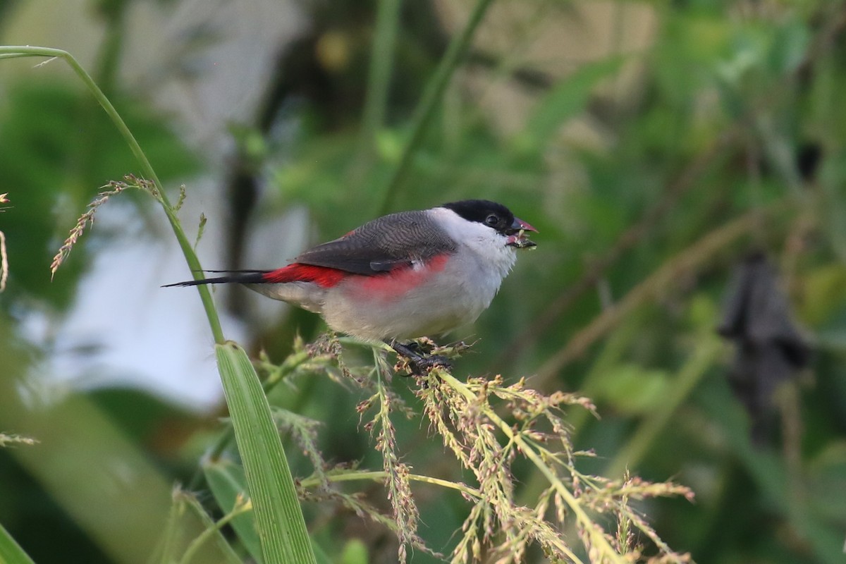 Black-crowned Waxbill - ML620650252