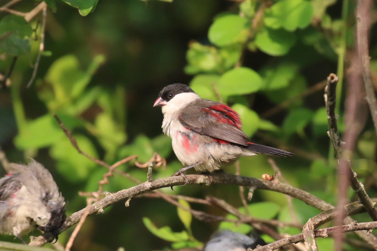 Black-crowned Waxbill - ML620650253