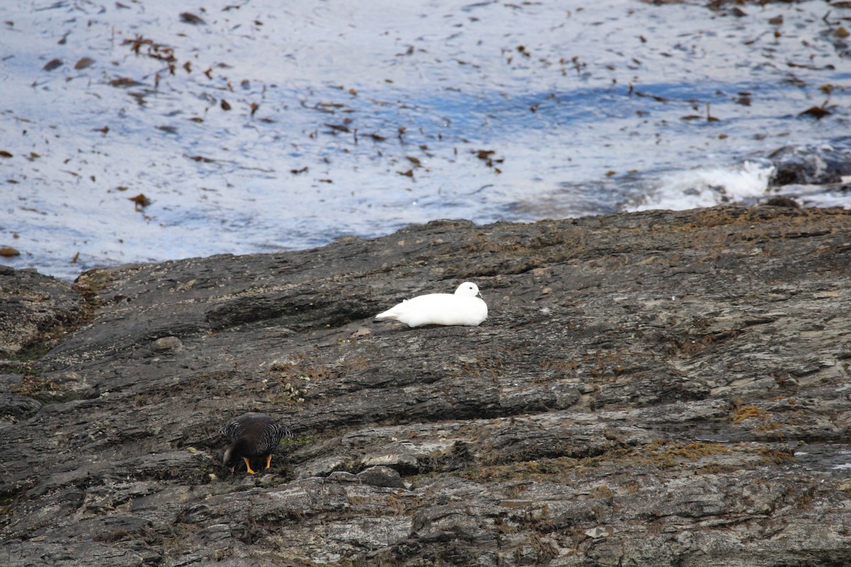 Kelp Goose - ML620650256