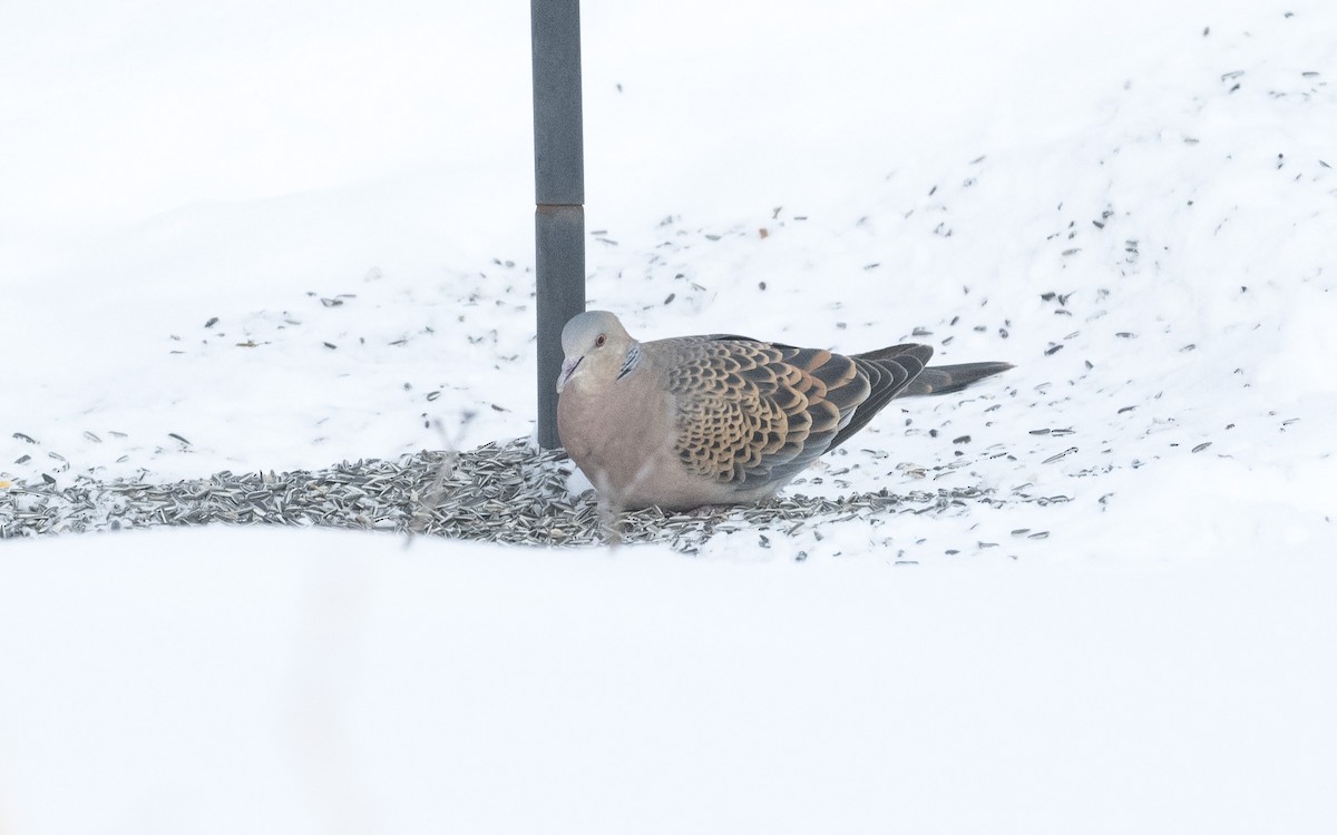 Oriental Turtle-Dove - ML620650258