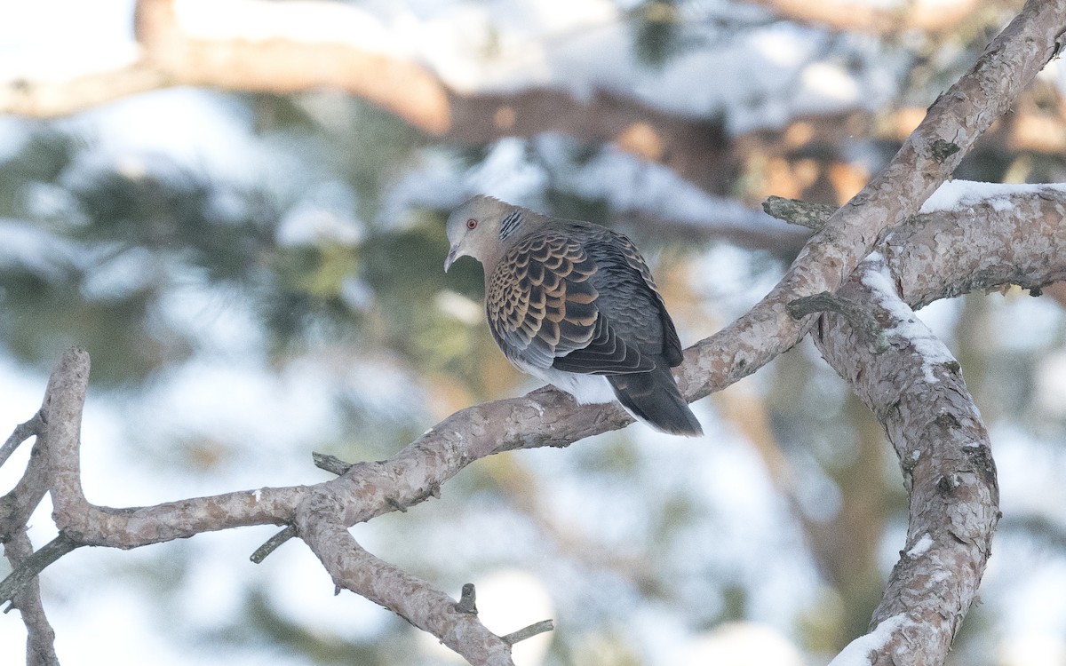 Oriental Turtle-Dove - ML620650262