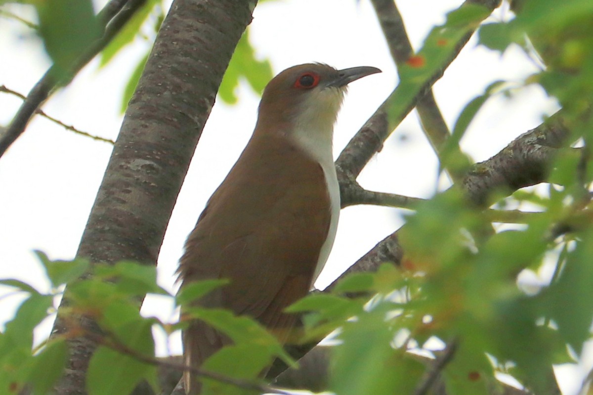 Black-billed Cuckoo - ML620650264