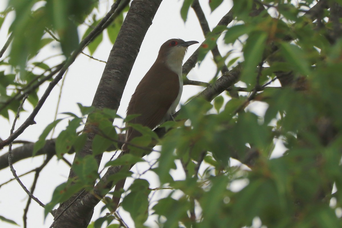 Black-billed Cuckoo - ML620650265