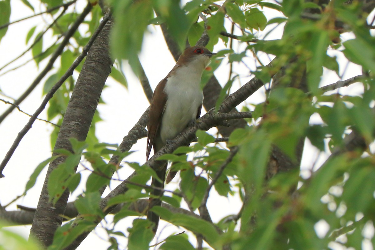 Black-billed Cuckoo - ML620650266