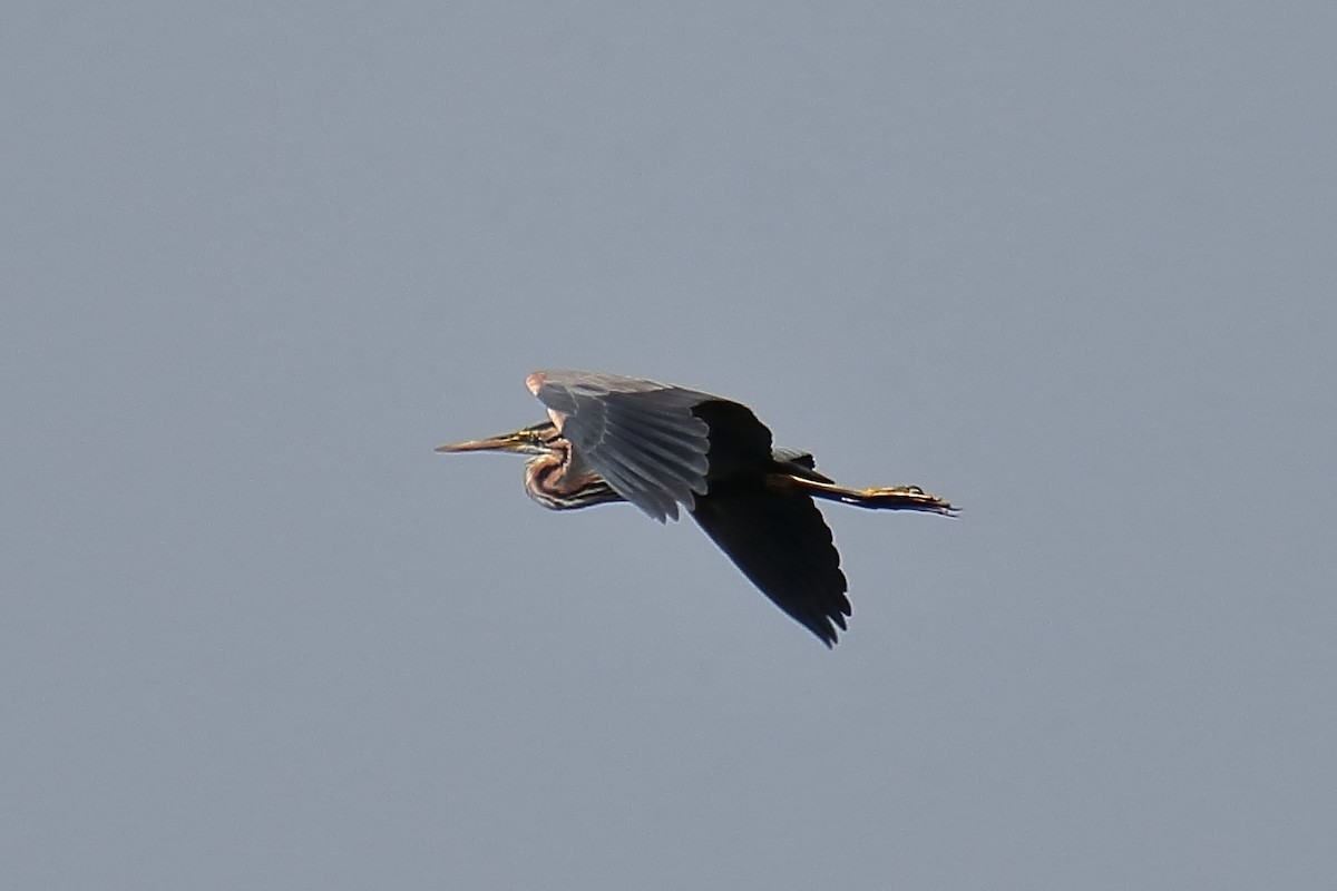 Purple Heron - ML620650268