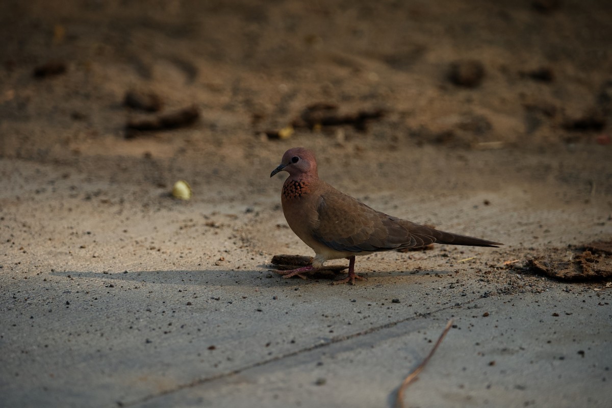 Tórtola Senegalesa - ML620650269