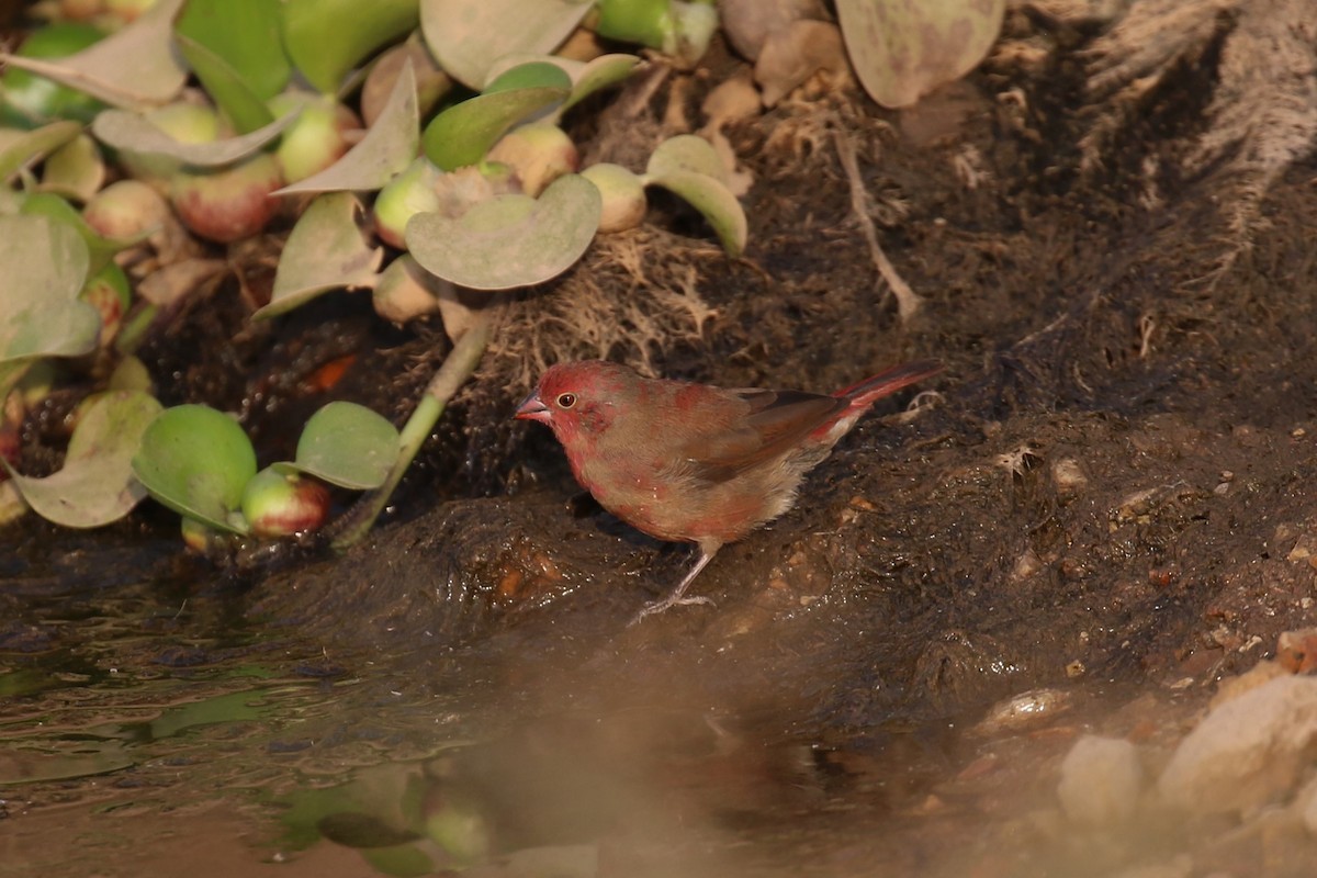 Red-billed Firefinch - ML620650271