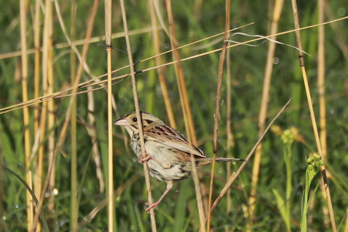 Henslow's Sparrow - ML620650272