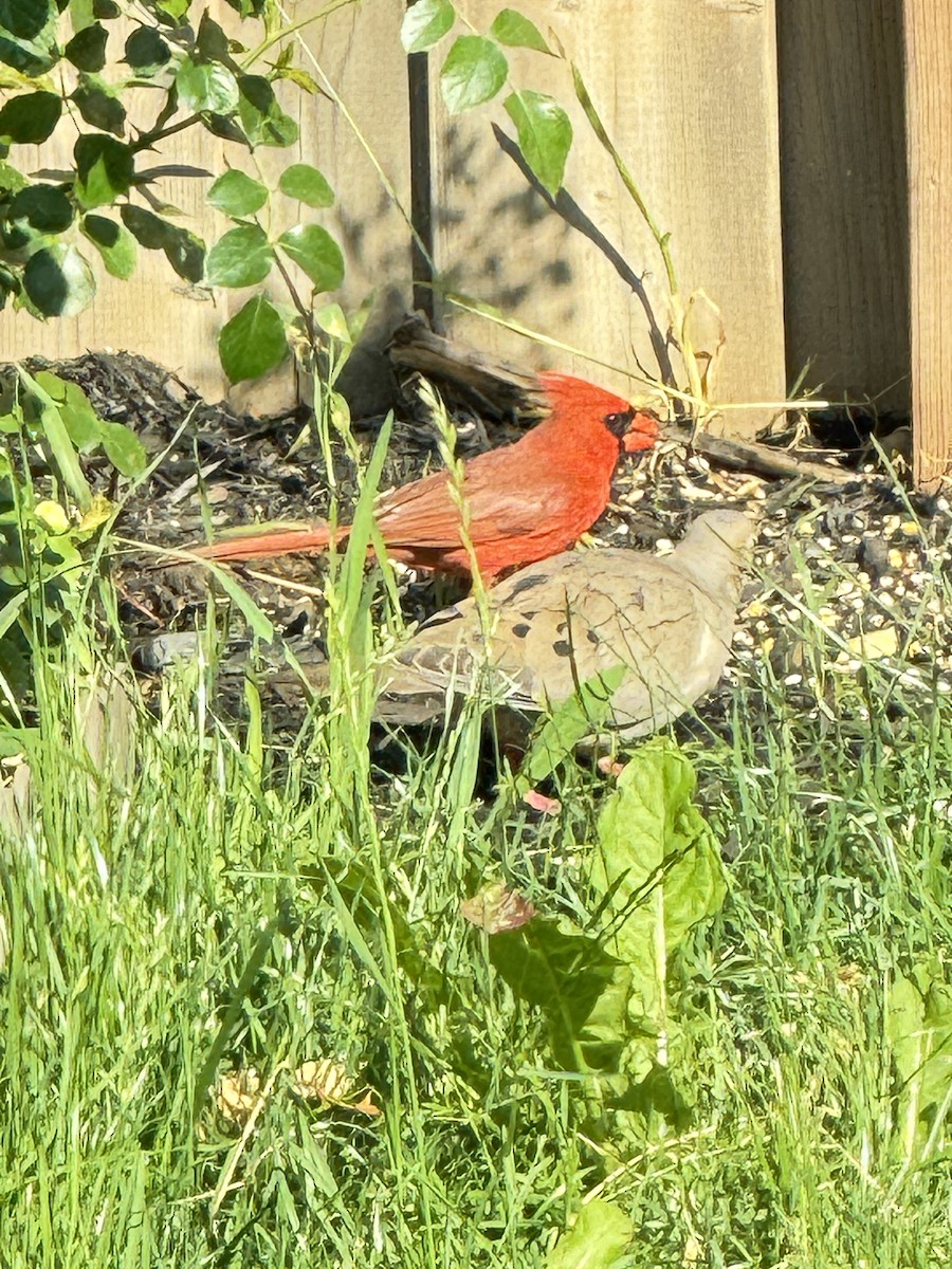 Cardinal rouge - ML620650275