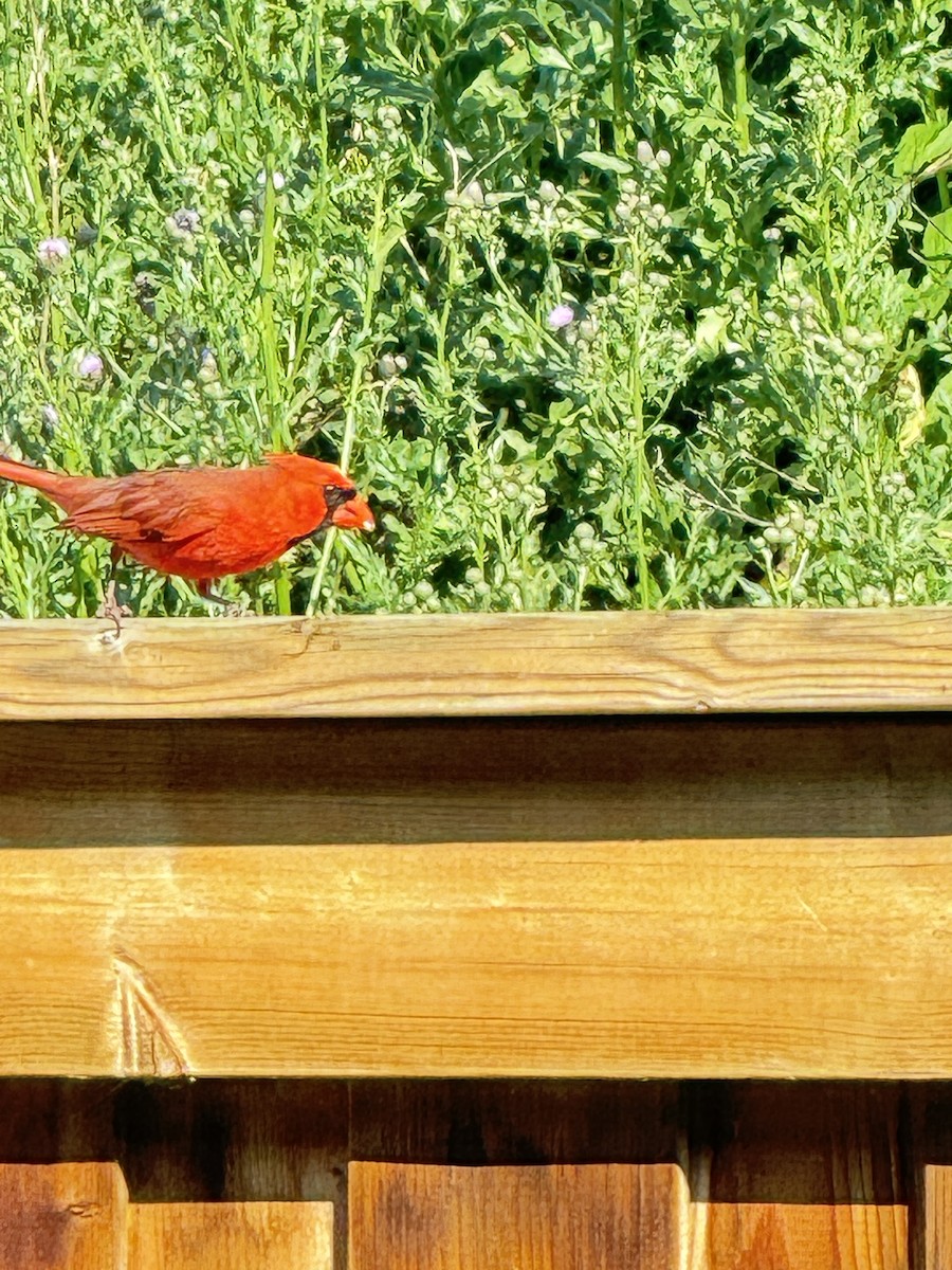 Northern Cardinal - ML620650277