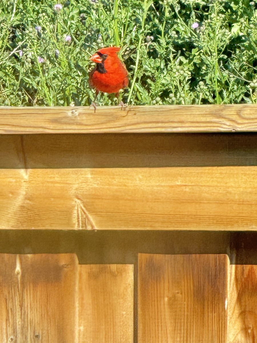 Northern Cardinal - ML620650279