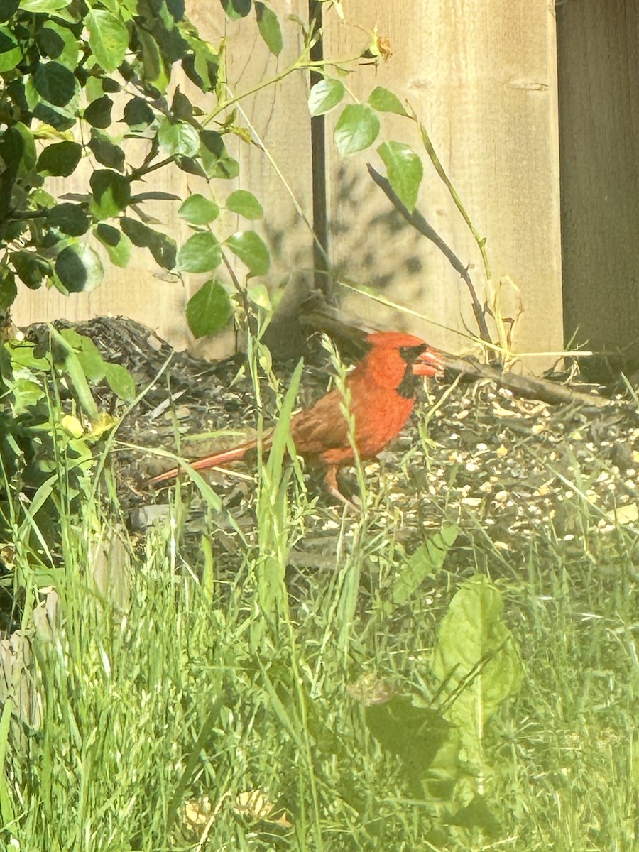 Cardinal rouge - ML620650280