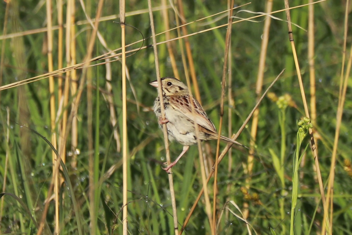 Henslow's Sparrow - ML620650283