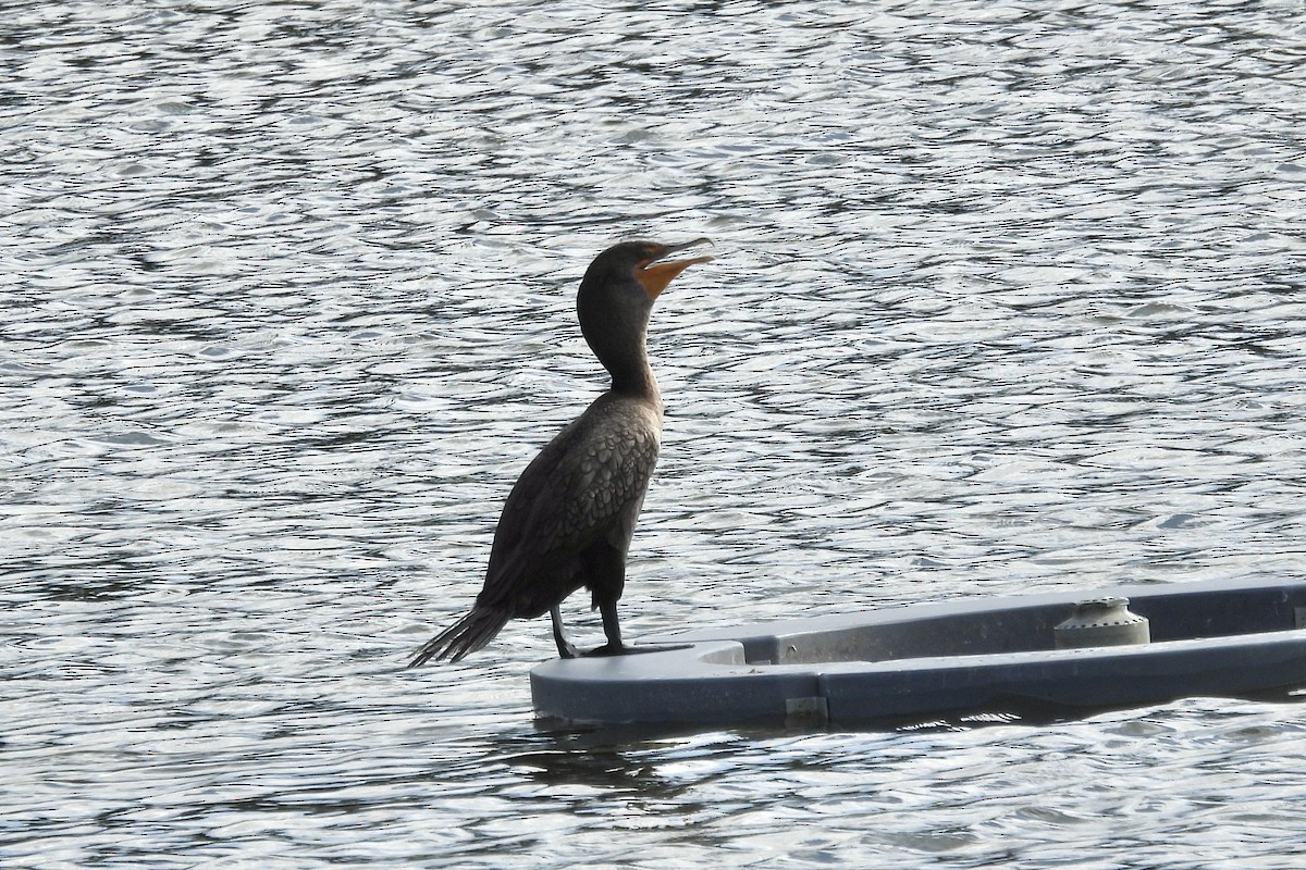 Double-crested Cormorant - ML620650284