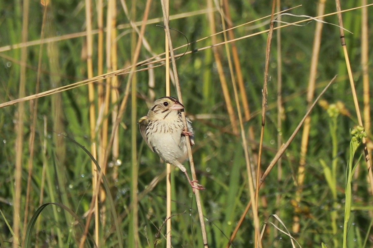 Henslow's Sparrow - ML620650288