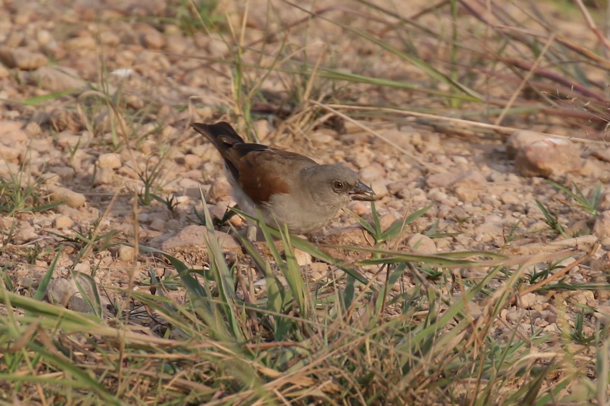 Northern Gray-headed Sparrow - ML620650289