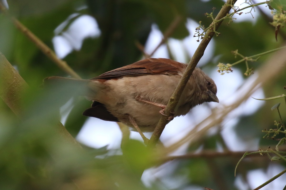 Northern Gray-headed Sparrow - ML620650290