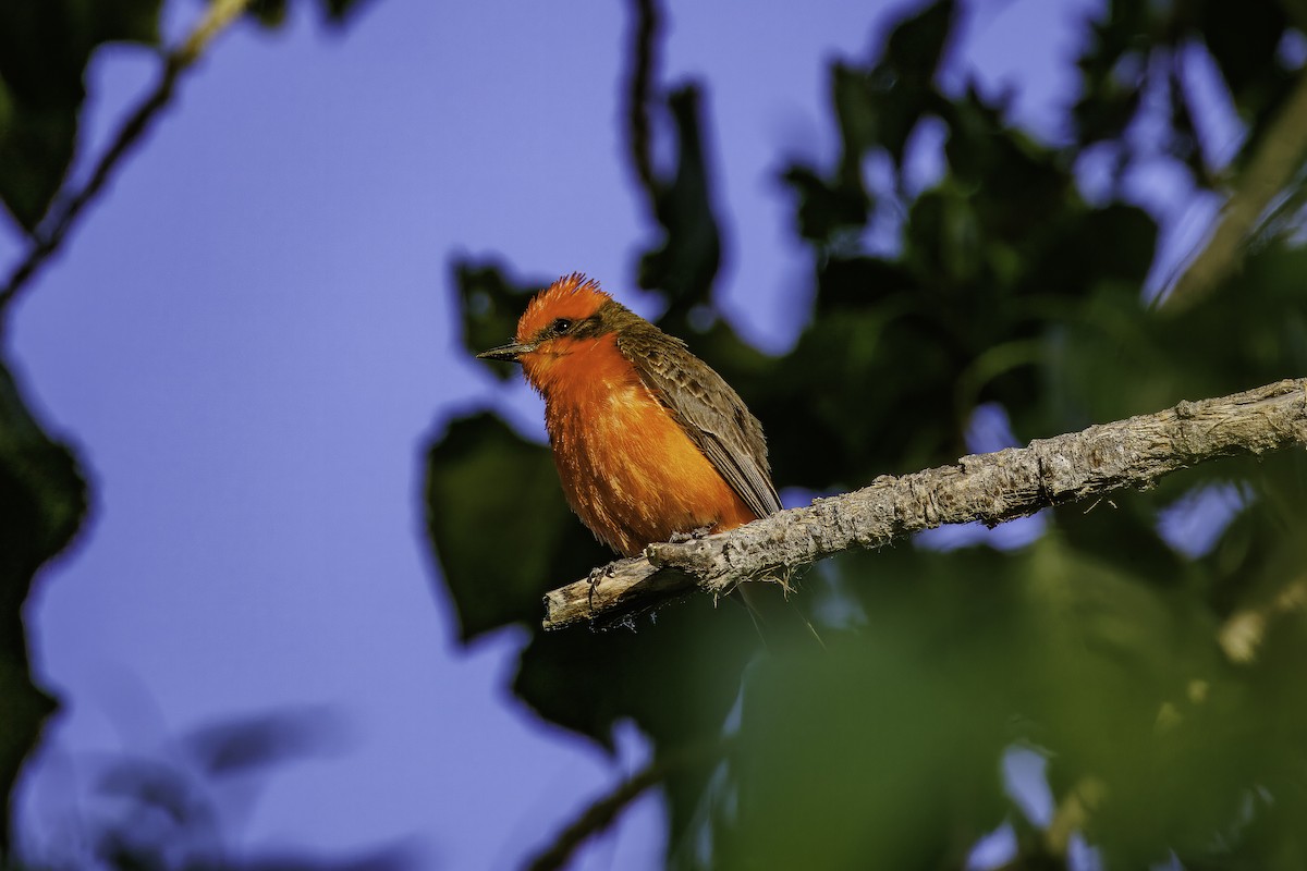 Vermilion Flycatcher - ML620650293