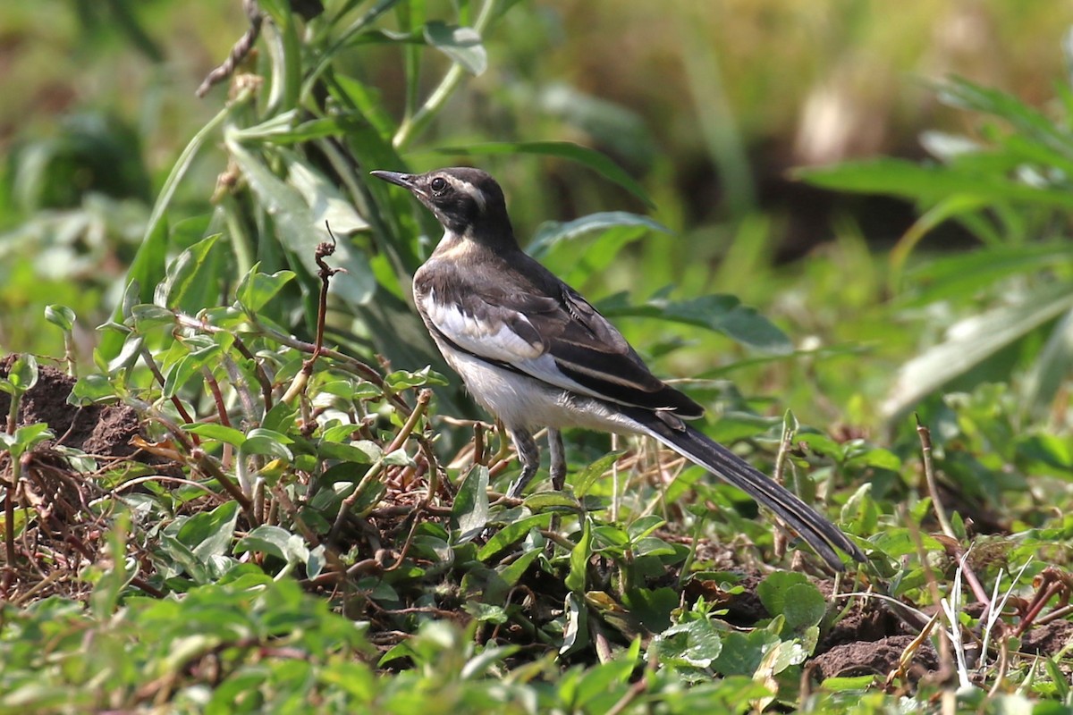 African Pied Wagtail - ML620650300