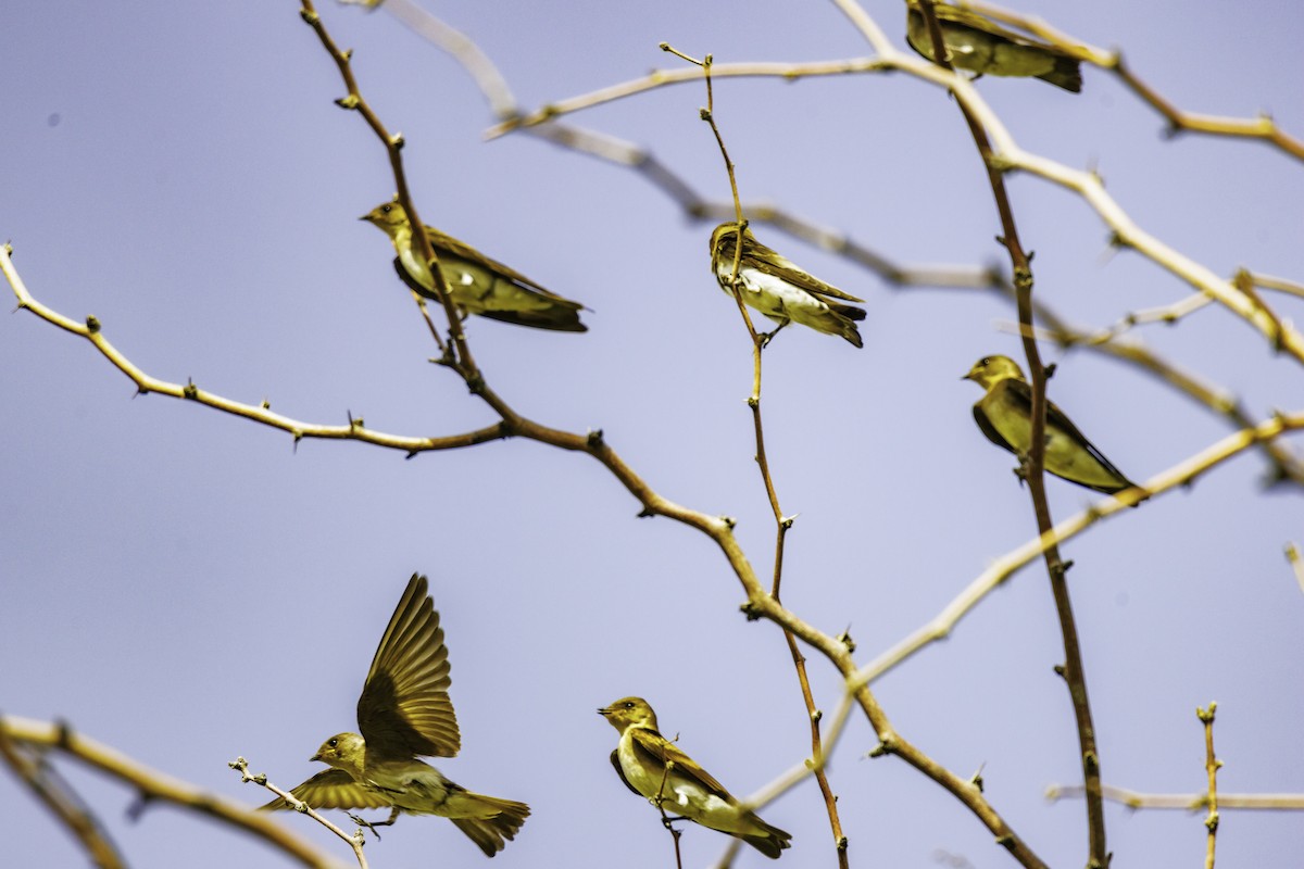 Hirondelle à ailes hérissées - ML620650302