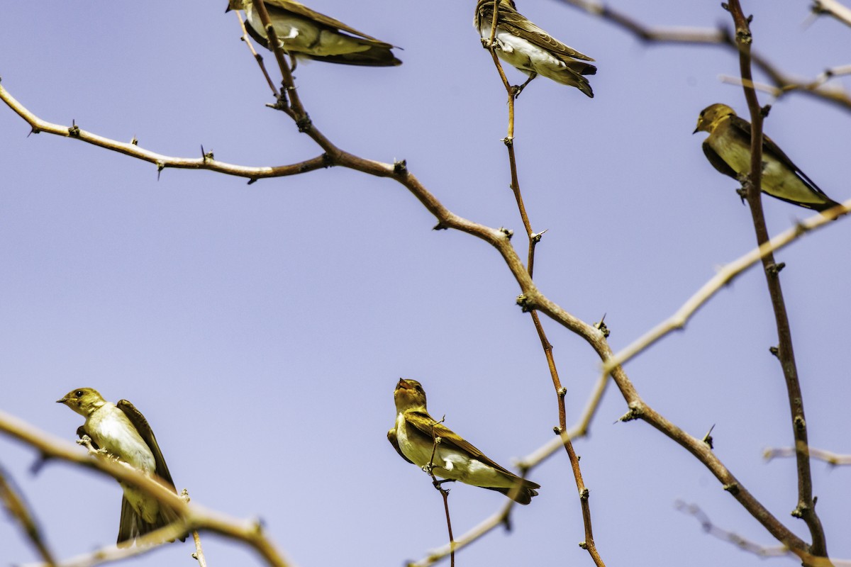 Hirondelle à ailes hérissées - ML620650303