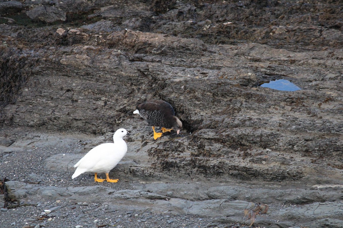 Kelp Goose - ML620650304