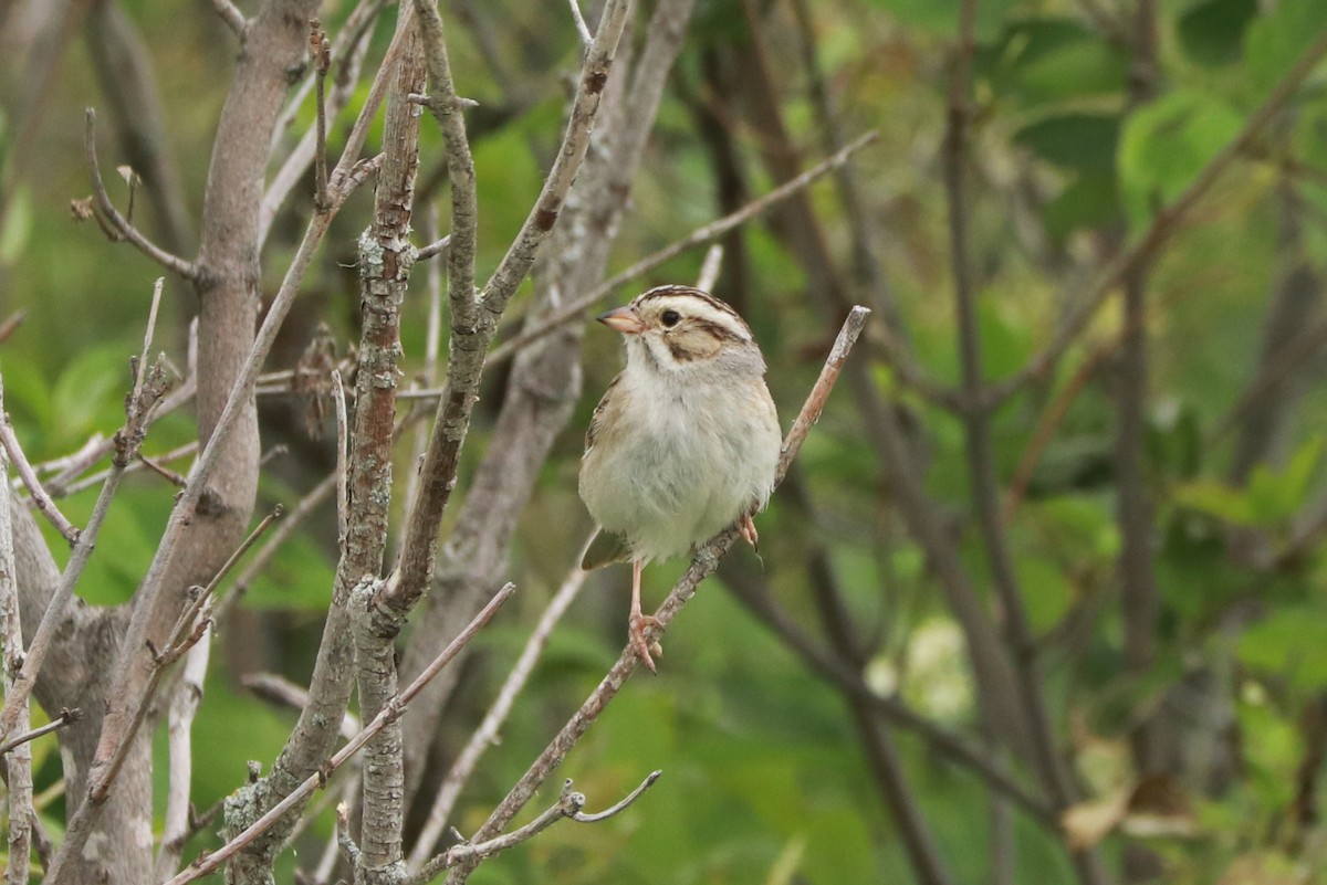 Clay-colored Sparrow - ML620650305