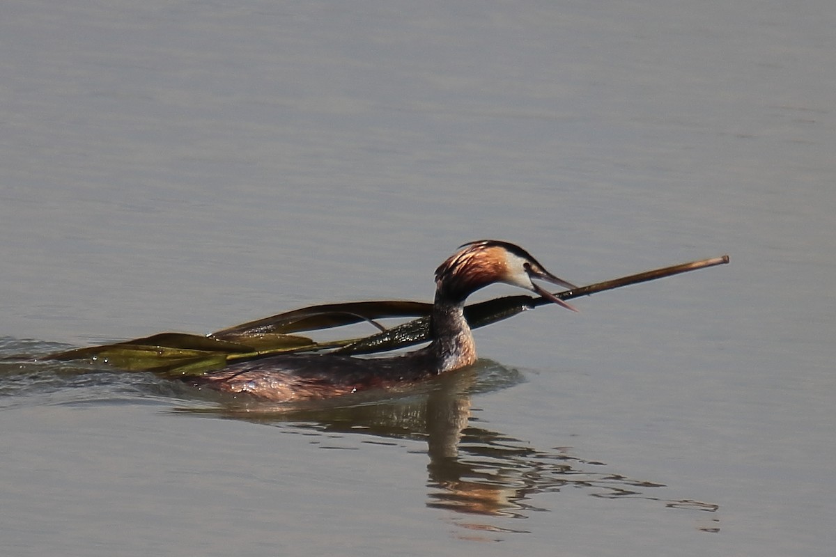 Great Crested Grebe - ML620650306
