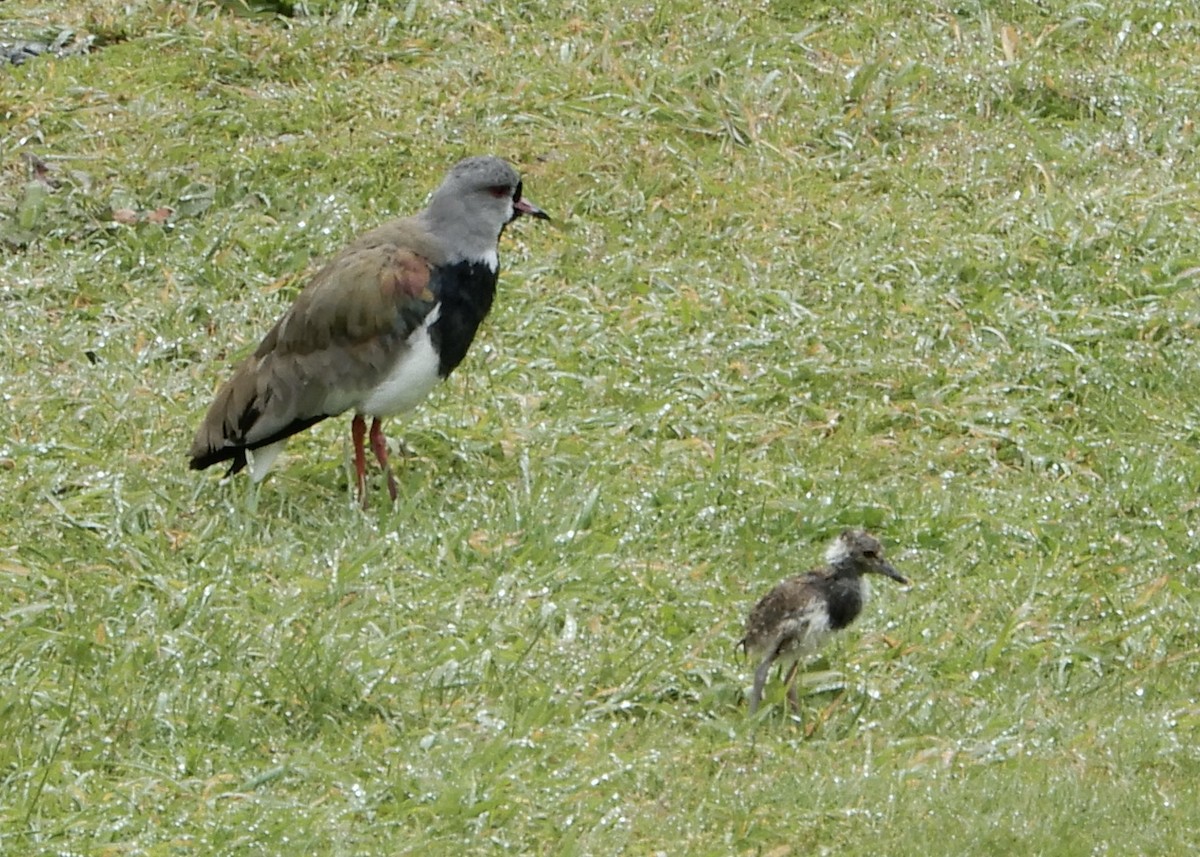 Southern Lapwing - ML620650307