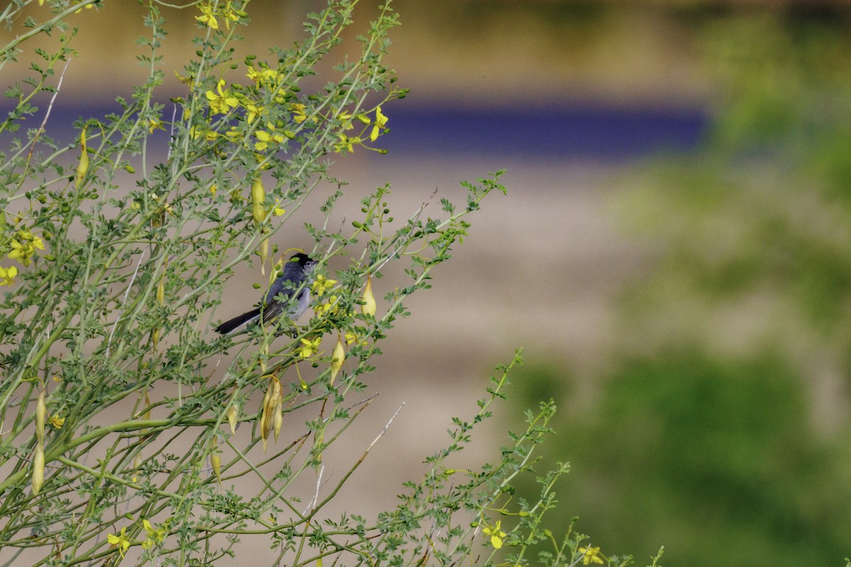 Black-tailed Gnatcatcher - ML620650308