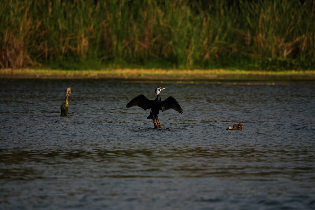 Cormoran à cou brun - ML620650310