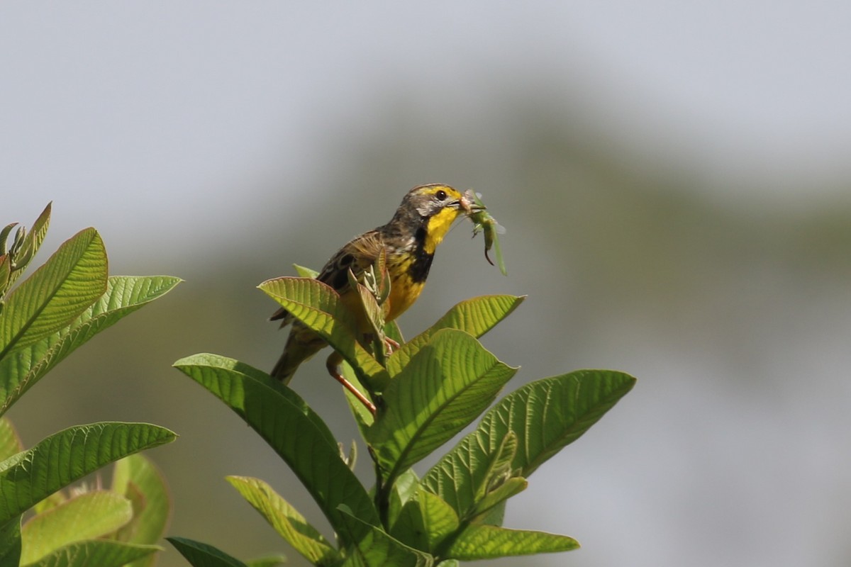 Yellow-throated Longclaw - ML620650319